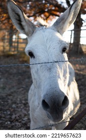 White Faced Mule With Large Ears