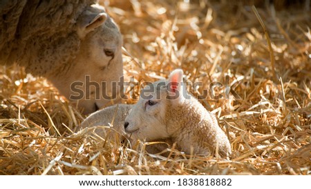 White faced new born Lleyn lamb on a farm at lambing time, UK