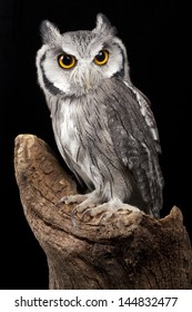 34,443 White faced owl Images, Stock Photos & Vectors | Shutterstock