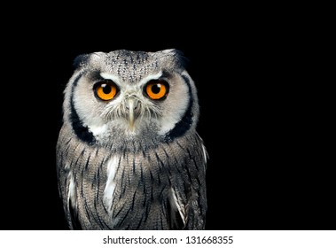 White Faced Owl Against A Black Background