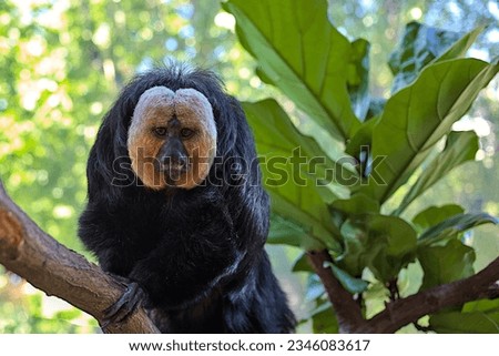 White Faced Saki. White Faced Saki Monkey, Ape, Barbary Macaque. A monkey with white cheeks and a black head. Green leafy background.