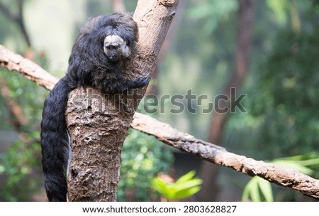 White Faced Saki Monkey - Only the adult males feature the signature, stark creamy-white faces contrasted against solid black body