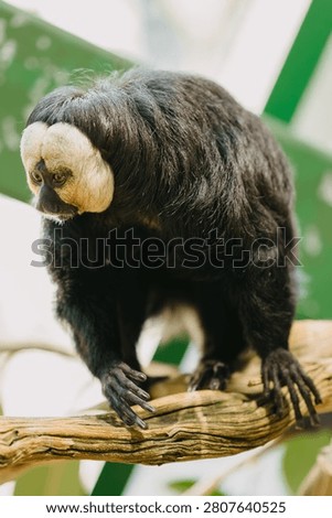 White faced saki monkey perched on branch with dark fur and pale face in soft zoo light, alert gaze