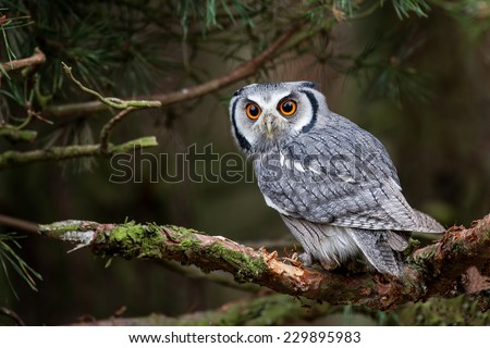 A white faced scops owl (Ptilopsis leucotis) in a tree staring with large orange eyes. 