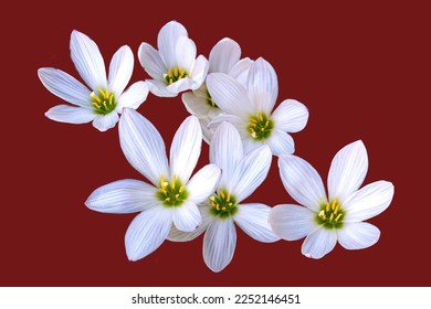  White Fairy Lilies, Zephyranthes, Autumn zephyrlily flowers isolated on a maroon background. - Shutterstock ID 2252146451