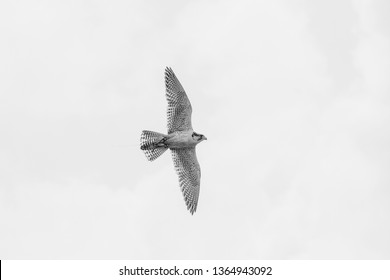 White falcon Gyrfalcon flying hunting on high speed in she sunset sky. Copy space.  - Powered by Shutterstock