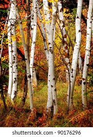 White Fall Birch Trees With Autumn Leaves In Background