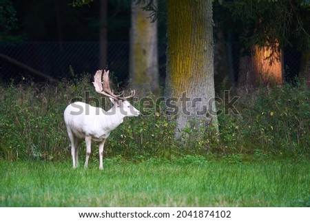 A white fallow deer (Dama dama, damwild) on the green meadow in front of old trees in a wild enclosure. Summer wildlife in germany. Side view.