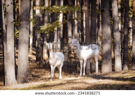 A white fallow-deer. Couple white fallow-deers is standing in the forest and looking into a camera. Male and female white deers in the woods. Animals in the autumn forest. Sunny fall day.