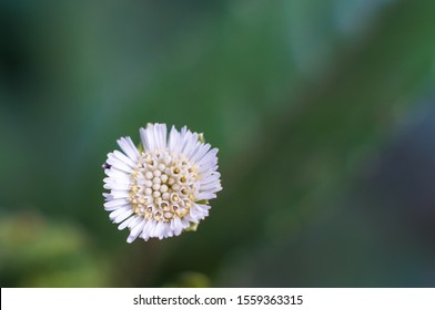 White False Daisy Eclipta Alba Flower In The Springs Garden 