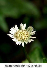 White False Daisy Flower In Bloom On Blur Background