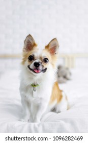 White Fancy Chihuahua Dog On The Bed Look At Camera
