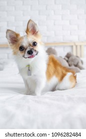 White Fancy Chihuahua Dog On The Bed