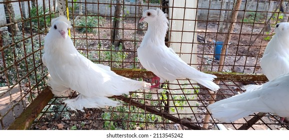 White Fancy Pigeon Mookie And Australian White