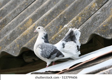 White Fancy Pigeon On Roof