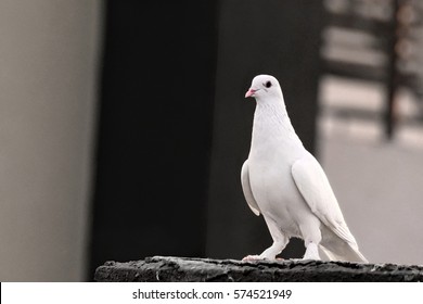 White Fancy Pigeon Sitting On Wall