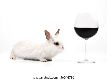 White fancy rabbit and glass of red wine on the white background