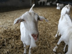 Goat Portrait, an Animal Photo by Viktor Hanacek