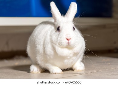 Killer fat rabbit Rabbits in