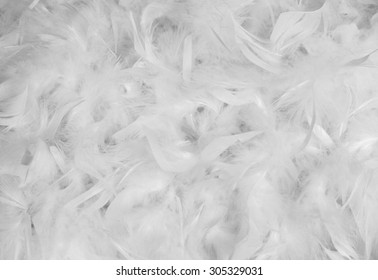 White Feather Background 