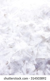 White Feather Background