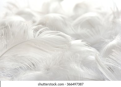 white feather background
