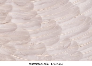 White Feather Background Macro