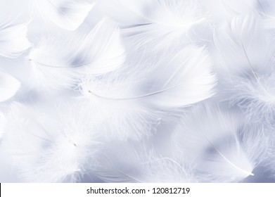 White feather of bird for background image