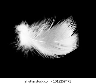 620,409 White feather on black background Images, Stock Photos ...