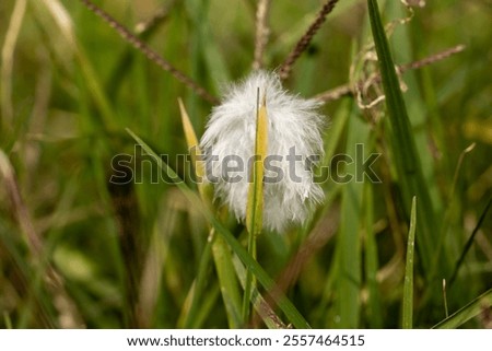Image, Stock Photo white feather caught on wild plant