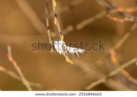 Similar – Image, Stock Photo white feather caught on wild plant