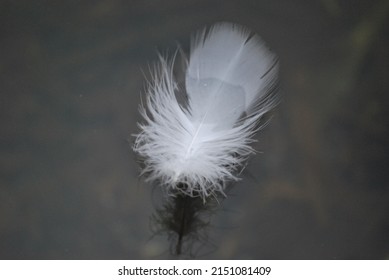 White Feather Floating On Lake Water