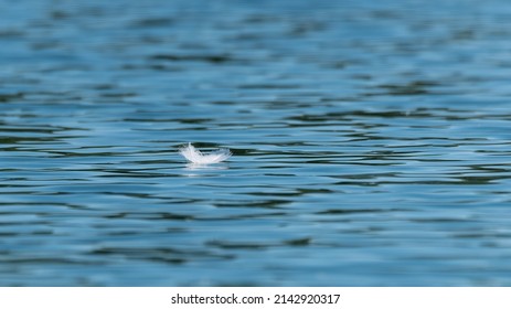 White Feather Floating On Water