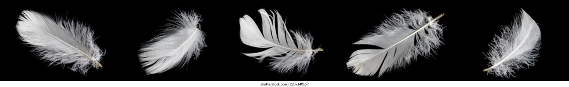 white feather of a goose on a black background - Shutterstock ID 2207140157