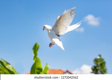 white feather homing pigeon bird flying against beautiful blue sky - Powered by Shutterstock