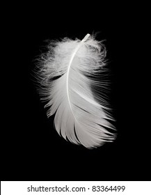 White Feather Isolated On White Background Stock Photo 83364499 ...