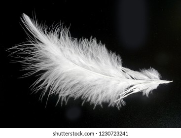 white feather isolated on black background                  