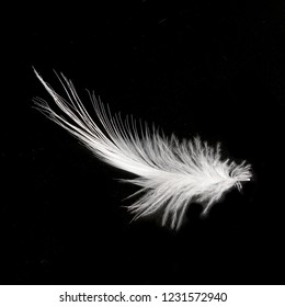 White Swan Feather Isolated On Black Stock Photo (Edit Now) 210704368