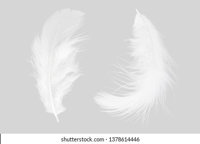 White Feather Isolated On Gray Background.