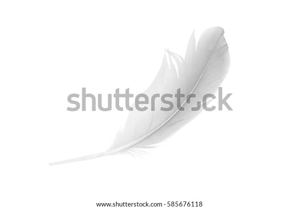 Plume Blanche Sur Fond Blanc Photo De Stock Modifiable Plume Blanche Sur Fond Blanc Photo De Stock Modifiable
