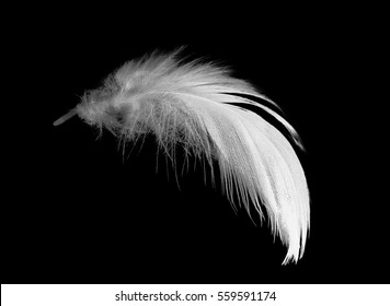 white feather on black background - Shutterstock ID 559591174
