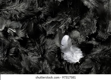 White Feather On Black Feathers Background