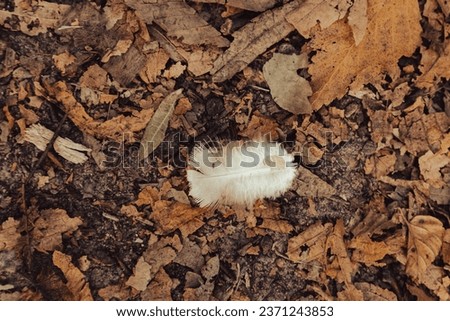 White feather on the ground. Autumn leaves and white pure feather. Angel symbol. Angel sign. Beautiful nature in details. Forest landscape. Bird feather on the soil. Natural pattern.
