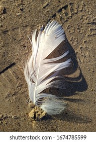 white feather on a sandy beach in the daytime