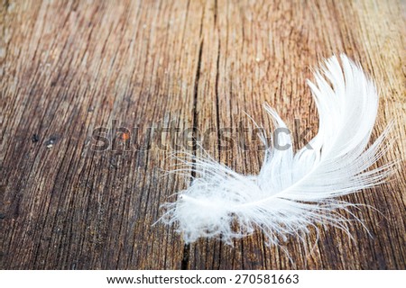 white feather on wood with nature background
