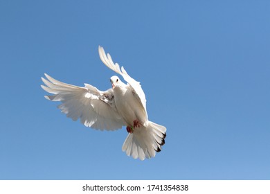 鳩 キャラクター の写真素材 画像 写真 Shutterstock