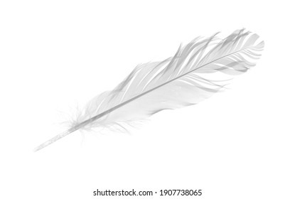 White Feather, Quill Isolated On White Background With Clipping Path