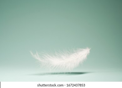 White feather, shadow on empty blue background