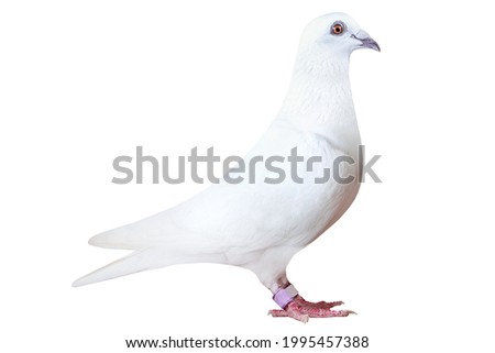 white feather of speed racing pigeon isolated on white background