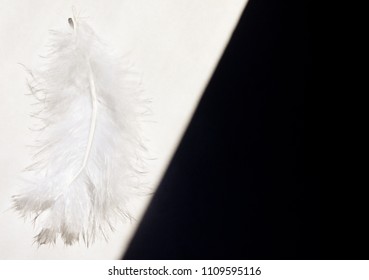 White Feather In The Sunlight On The White Background As Opposed To The Black Background (as The Good And Evil Or Angel And Devil Concept Or Black And White Concept)